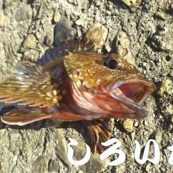 病み上がり、リハビリの釣り。