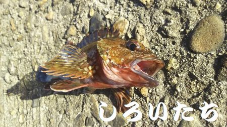 病み上がり、リハビリの釣り。