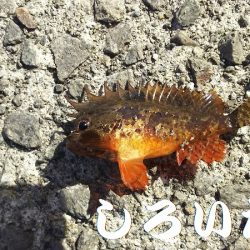 キス＆アジを求めて、日本海へ！