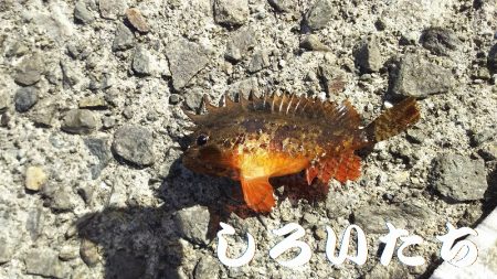 キス＆アジを求めて、日本海へ！