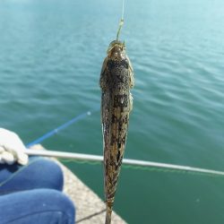 ２日目！キスとアジ。