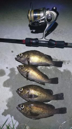 楽しいメバリング