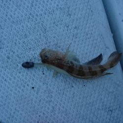 ボートアジング