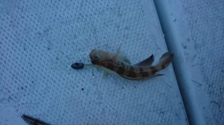 ボートアジング