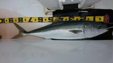 徳島県南タイラバ&ライトジギング