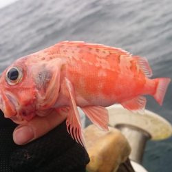 アカムツ  江見港稲荷丸