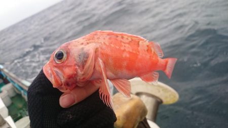 アカムツ  江見港稲荷丸