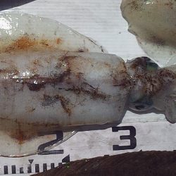 良型ヒラメ キターー