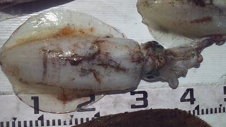 良型ヒラメ　キターー