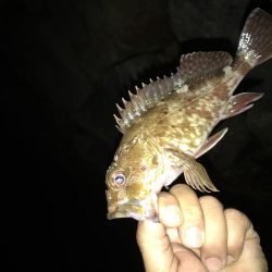 どシャローゲーム