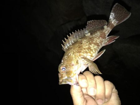 どシャローゲーム