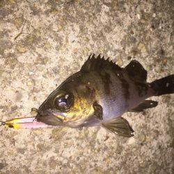 久々のメバルプラッキング