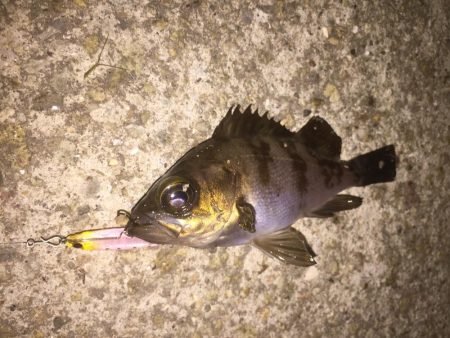 久々のメバルプラッキング