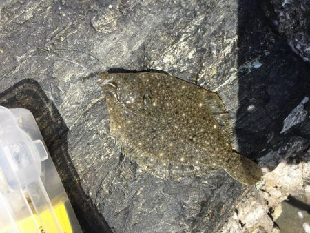 何とか二桁釣れました。