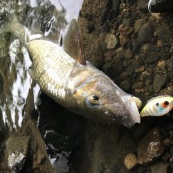 バス釣りよりニゴイ