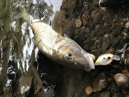 バス釣りよりニゴイ