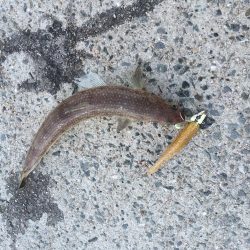 春らしくなった