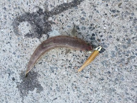 春らしくなった