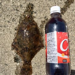 初カレイが釣れました