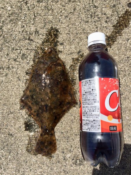 初カレイが釣れました