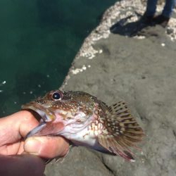 春イカエギングからのガシリング