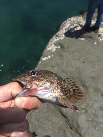 春イカエギングからのガシリング