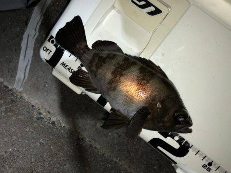 満足爆風メバリング