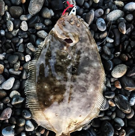 ショアジギング