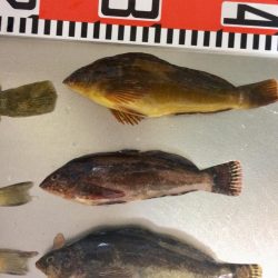 初キス釣れました〜