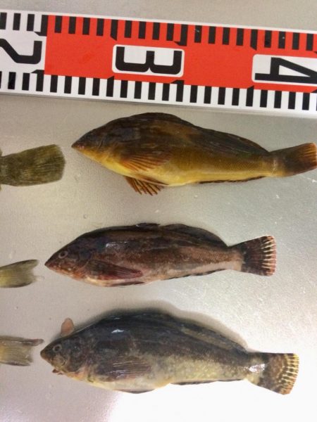 初キス釣れました〜