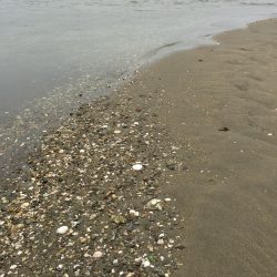 試練のキス釣り