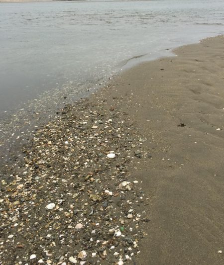 試練のキス釣り