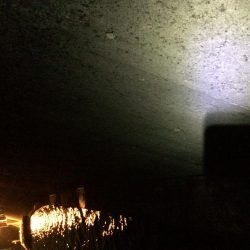 力をつけたメバル