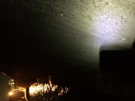 力をつけたメバル