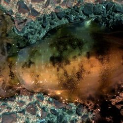 春イカエギング