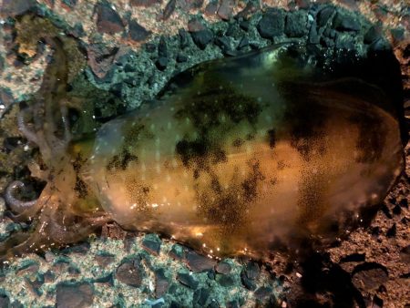 春イカエギング