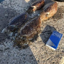 コウイカ釣りました