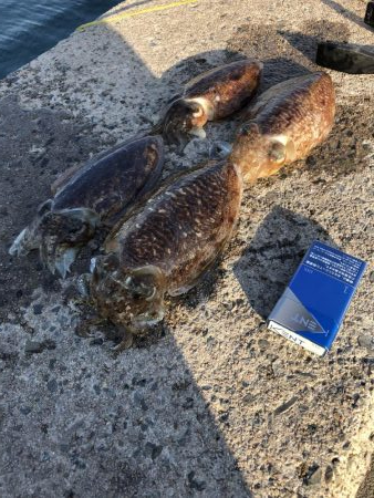 コウイカ釣りました