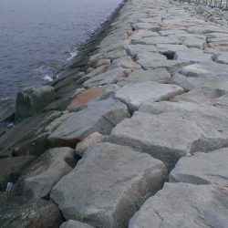 芦屋のグレ開幕戦