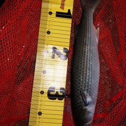 久しぶりに釣り