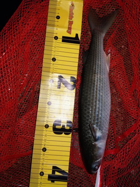 久しぶりに釣り