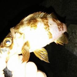 鮎竿でメバル釣り