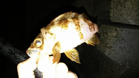 鮎竿でメバル釣り