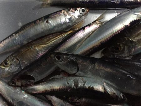 小イワシ釣り