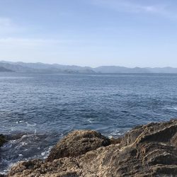 GWに遠征したら人生初のアオリイカが釣れた。