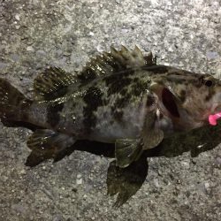 爆風の天保山、キビレ含む16連発！