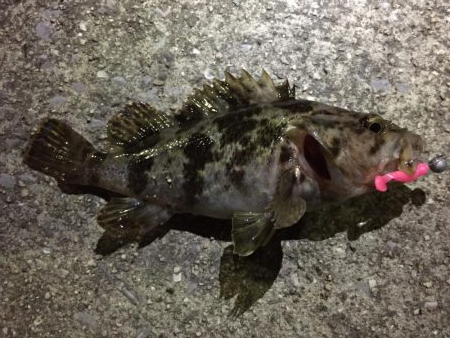 爆風の天保山、キビレ含む16連発！