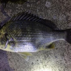 天保山、キビレ4枚含む20連発