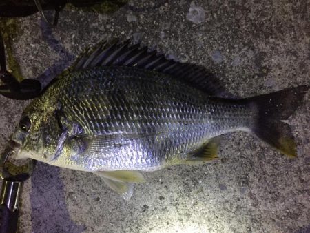 天保山、キビレ4枚含む20連発