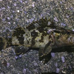 天保山、ダウンショットでタケノコ7匹。